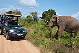 Safari Images