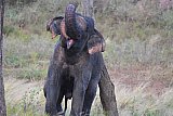 Explorer by Mahoora - Gal Oya National Park