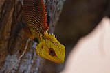 Explorer by Mahoora - Gal Oya National Park
