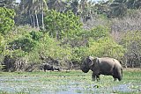 Explorer by Maoora - Kumana National Park