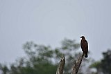 Explorer by Mahoora - Gal Oya National Park