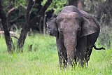 Explorer by Mahoora - Wasgamuwa National Park