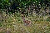 Explorer by Mahoora - Gal Oya National Park