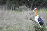 Explorer by Mahoora - Wasgamuwa National Park