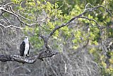Explorer by Maoora - Kumana National Park