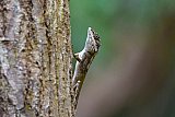 Explorer by Mahoora - Gal Oya National Park