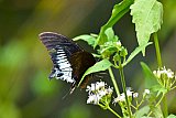 Explorer by Mahoora - Gal Oya National Park