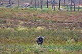 Explorer by Mahoora - Gal Oya National Park