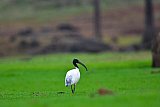 Explorer by Mahoora - Gal Oya National Park