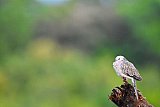 Explorer by Mahoora - Wasgamuwa National Park