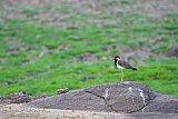 Explorer by Mahoora - Gal Oya National Park