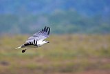 Explorer by Mahoora - Gal Oya National Park