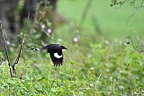 Explorer by Mahoora - Wasgamuwa National Park