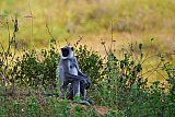 Explorer by Mahoora - Gal Oya National Park