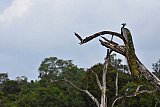 Explorer by Mahoora - Wasgamuwa National Park