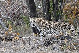 Explorer by Maoora - Kumana National Park
