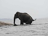 Explorer by Mahoora - Gal Oya National Park