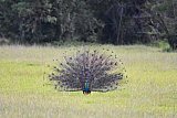 Explorer by Mahoora - Wasgamuwa National Park