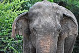 Explorer by Mahoora - Wasgamuwa National Park