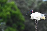 Explorer by Mahoora - Wasgamuwa National Park