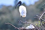 Explorer by Mahoora - Wasgamuwa National Park
