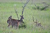 Explorer by Mahoora - Wasgamuwa National Park