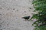 Explorer by Mahoora - Wasgamuwa National Park