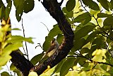 Explorer by Mahoora - Wasgamuwa National Park