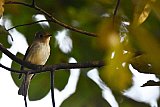 Explorer by Mahoora - Wasgamuwa National Park