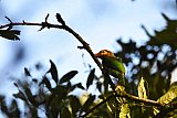 Explorer by Mahoora - Wasgamuwa National Park