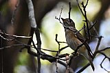 Explorer by Mahoora - Wasgamuwa National Park