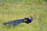 Explorer by Mahoora - Wasgamuwa National Park