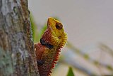 Explorer by Mahoora - Gal Oya National Park