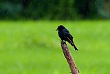 Birding in Sinharaja Rain Forest