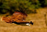 Safari and wildlife