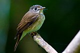 Birding in Sinharaja Rain Forest