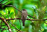 Birding in Sinharaja Rain Forest