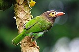 Birding in Sinharaja Rain Forest
