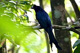 Birding in Sinharaja Rain Forest