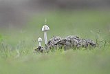 Maduru Oya National Park