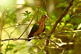 Birding in Sinharaja Rain Forest