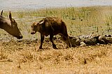 Safari and wildlife