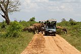 Safari Images