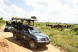 Safari Images