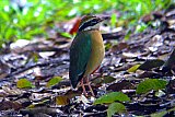 Birding in Sinharaja Rain Forest
