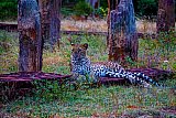 Safari and wildlife