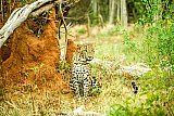 Safari and wildlife