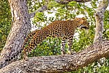 Safari and wildlife