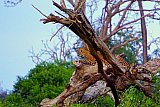 Safari and wildlife