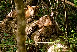 Safari and wildlife